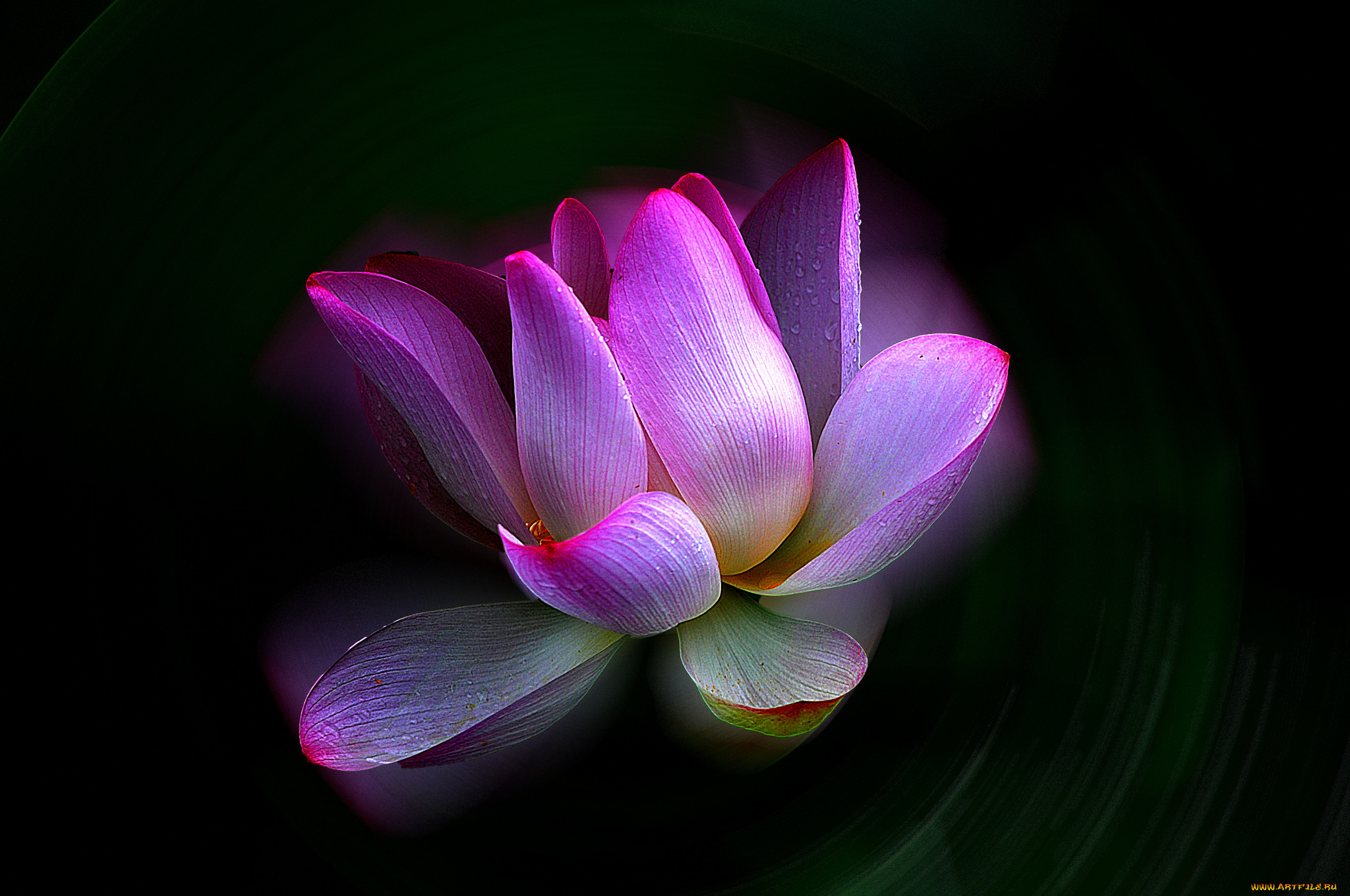 lotus, , , 